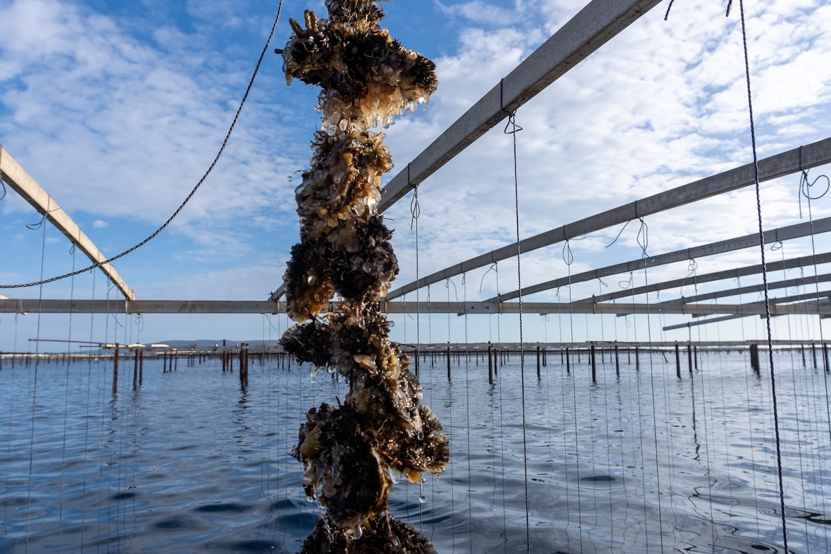 Parc à huîtres de Bouzigues sur l'étang de Thau avec Sète